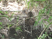 Monte_Fior_di_Cosimo - Bufo_bufo_20110605 028.jpg